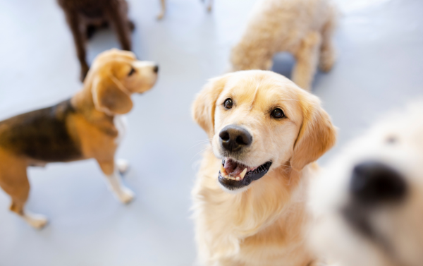 Happy tails happy tails
