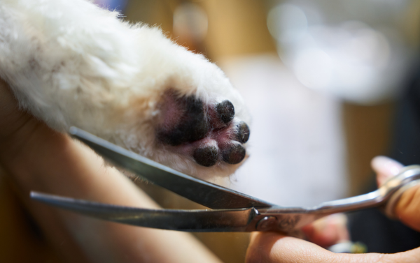Pampered Paws Mobile Grooming pampered paws