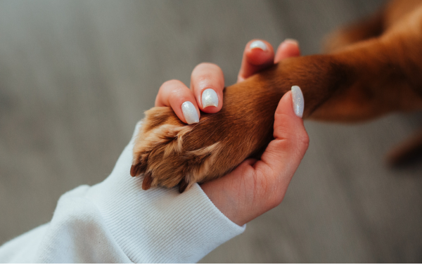 Pet friendly