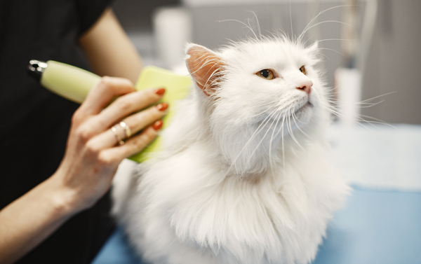 Pet Cat Grooming