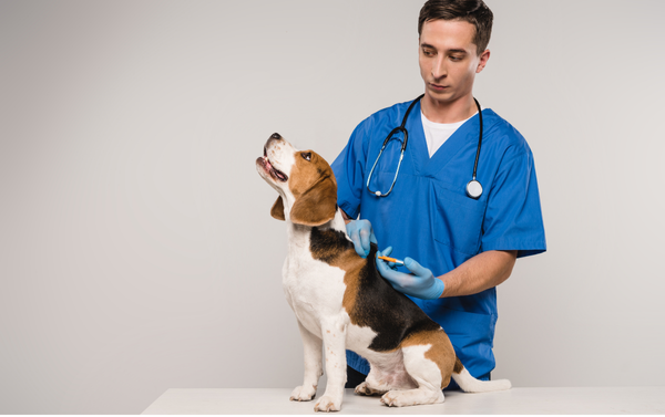 Pet Treatment goes wrong
