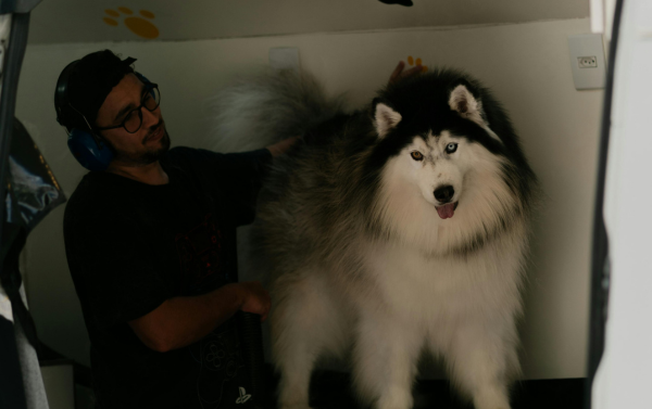 A husky in a mobile grooming van.