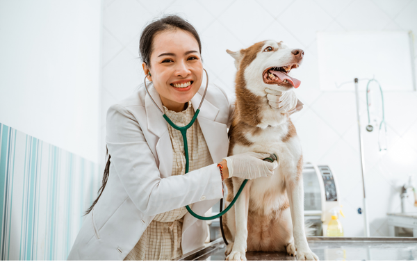 Do you need vet liability insurance?