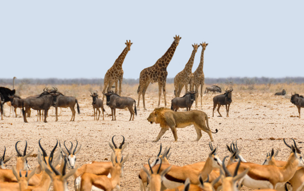 Animal Mortality