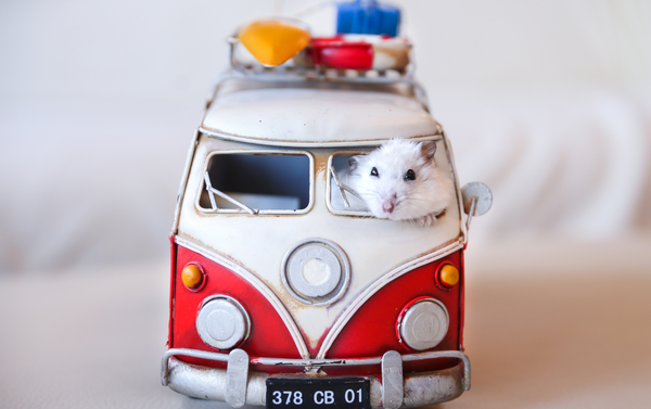 Relying on Personal Auto Insurance