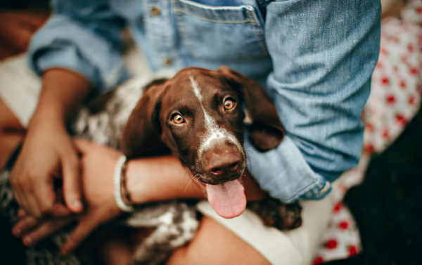 Pet dog image